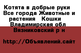 Котята в добрые руки - Все города Животные и растения » Кошки   . Владимирская обл.,Вязниковский р-н